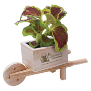 Wooden Wheel Barrow Blossom Kit